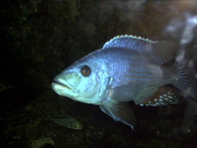 Nimbochromis fuscotaeniatus