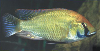 Astatotilapia calliptera Männchen