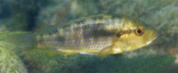 Astatotilapia calliptera Weibchen