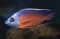 Copadichromis borleyi kadango