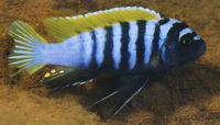 Cynotilapia sp. mbamba