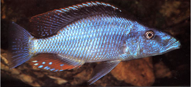 Aquaristik - Fleidl, Unsere Referenzen - Dimidiochromis compressiceps