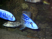 Tyrannochromis nigriventer