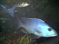 Nimbochromis fuscotaeniatus