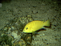 Labidochromis caeruleus