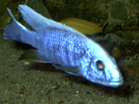 Sciaenochromis fryeri