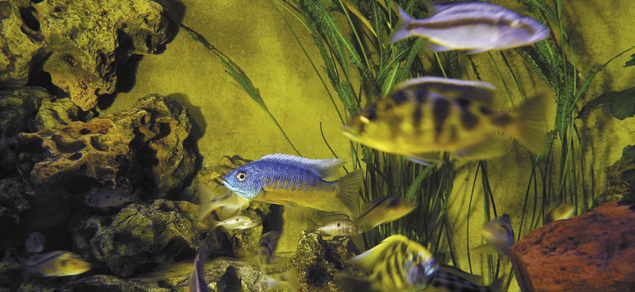 Aquaristik - Fleidl, Aquarium Leasing