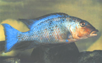 Fossochromis rostratus Fossochromis rostratus