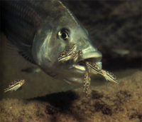 Nimbochromis fuscotaeniatus Weibchen bei der Brutpflege