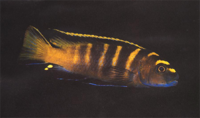 Pseudotropheus flavus Pseudotropheus flavus