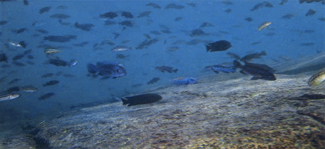 Aquaristik - Fleidl, Der Malawisee